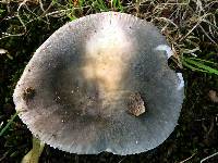 Russula modesta image