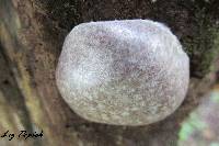 Reticularia lycoperdon image