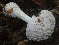 Amanita subcokeri image