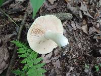 Entoloma sinuatum image