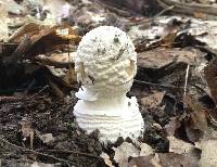 Amanita velatipes image