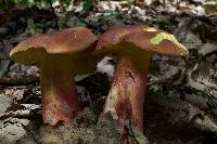 Boletus pallidoroseus image