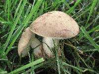 Boletus pallidus image