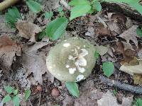 Russula variata image