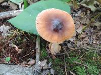 Amanita pseudofulva image