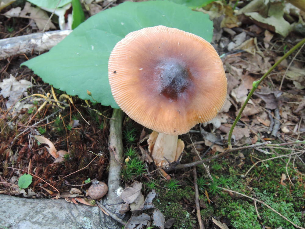 Amanita pseudofulva image