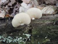 Crepidotus crocophyllus image