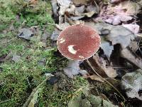 Austroboletus gracilis image