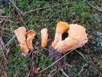 Cantharellus camphoratus image