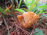 Cantharellus camphoratus image