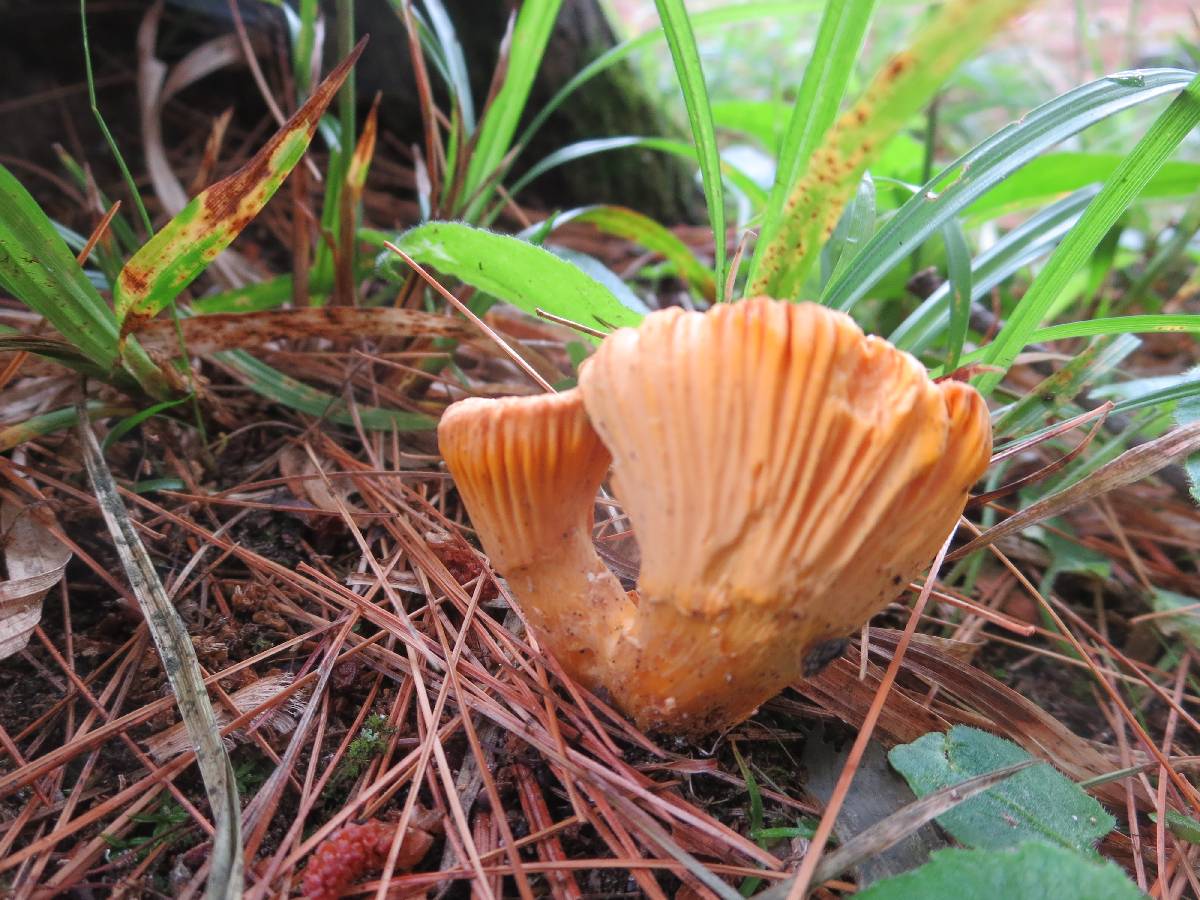 Cantharellus camphoratus image