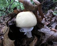 Amanita velatipes image