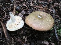 Russula variata image