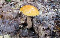 Leccinum longicurvipes image