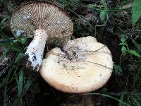 Lactarius luteolus image