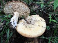 Lactarius luteolus image