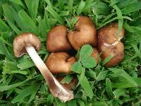 Gymnopus luxurians image
