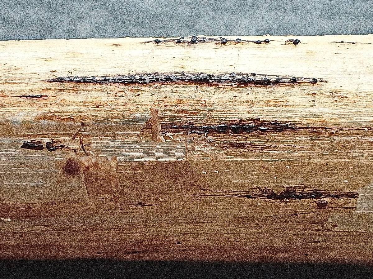 Mycosphaerella lineolata image