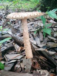 Amanita clarisquamosa image