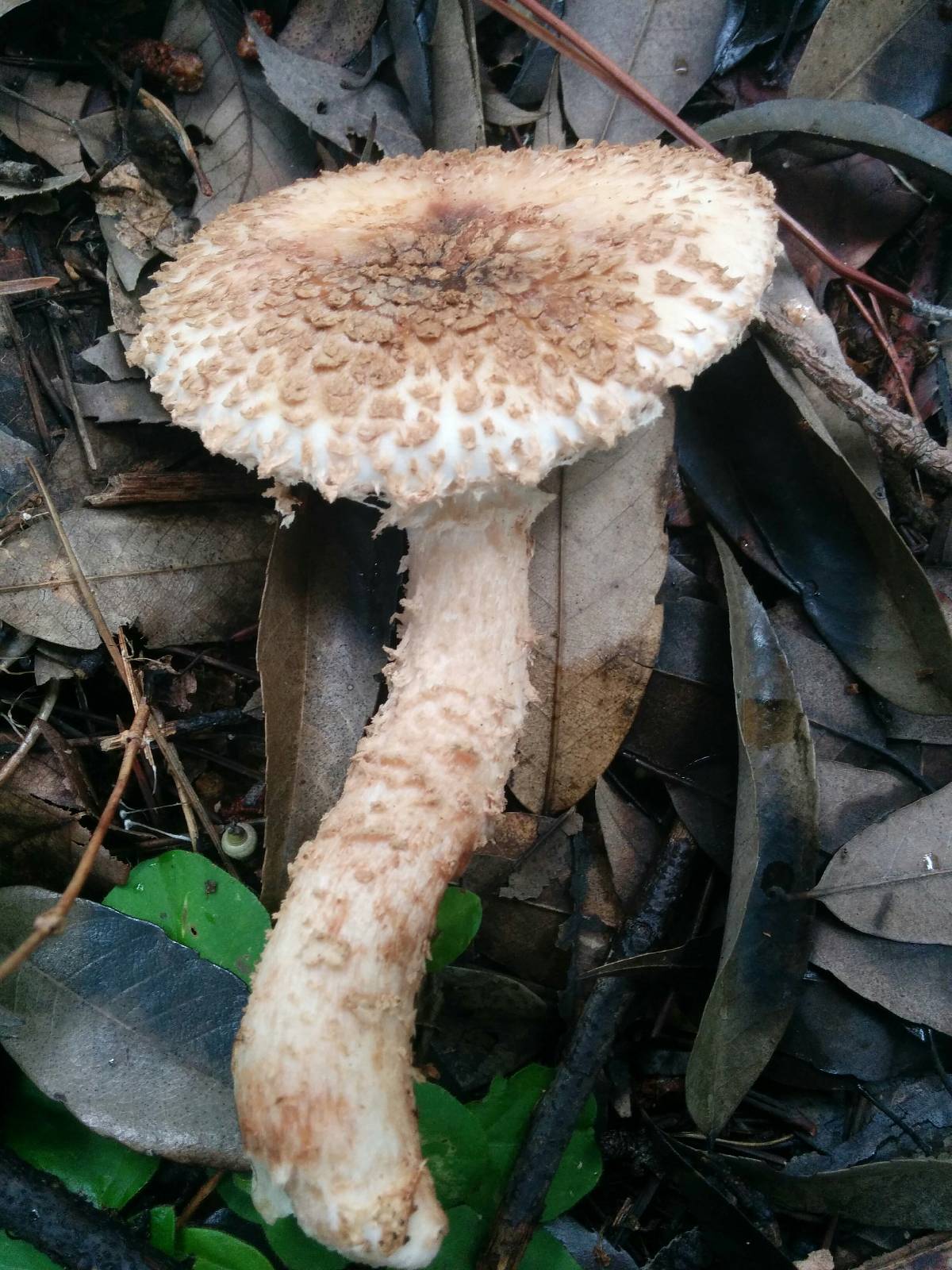 Amanita clarisquamosa image