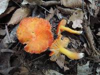 Hygrocybe punicea image