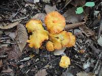 Hygrocybe punicea image