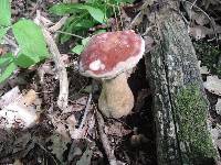 Tylopilus rubrobrunneus image