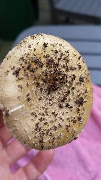 Amanita crenulata image