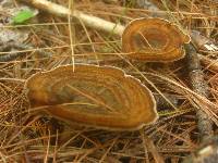 Coltricia perennis image