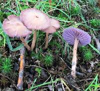 Laccaria amethystina image