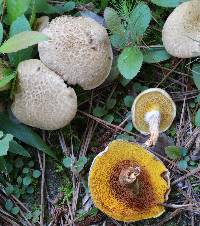 Suillus decipiens image