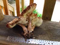 Leucoagaricus americanus image