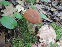 Leccinum insigne image