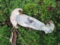 Leccinum insigne image