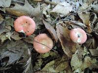 Russula nobilis image