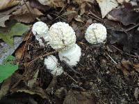 Amanita velatipes image