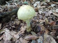 Amanita velatipes image