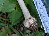 Amanita roseitincta image