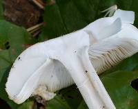 Amanita roseitincta image