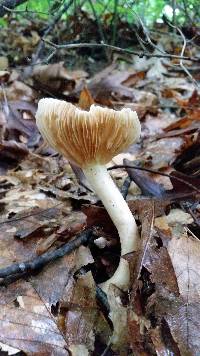 Lactarius fumosus image