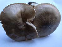 Entoloma rhodopolium image