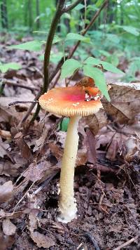 Amanita parcivolvata image