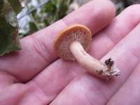 Lactarius oculatus image