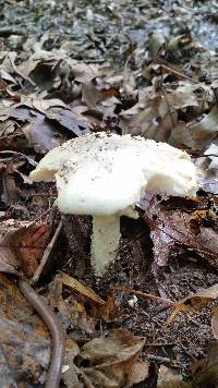 Amanita canescens image