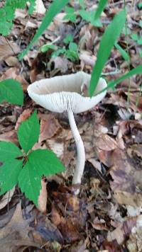 Amanita sect. Vaginatae image