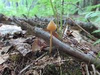 Entoloma quadratum image