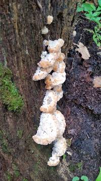 Fomitopsis spraguei image