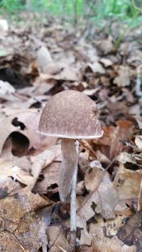 Leccinum pseudoscabrum image