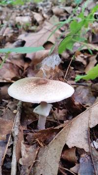 Agaricus vinosobrunneofumidus image