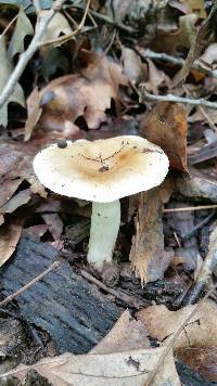 Russula pectinatoides image